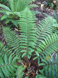 Polystichum polyblepharum. Adaxial surface of mature 2-pinnate fronds.
 Image: L.R. Perrie © Leon Perrie CC BY-NC 3.0 NZ